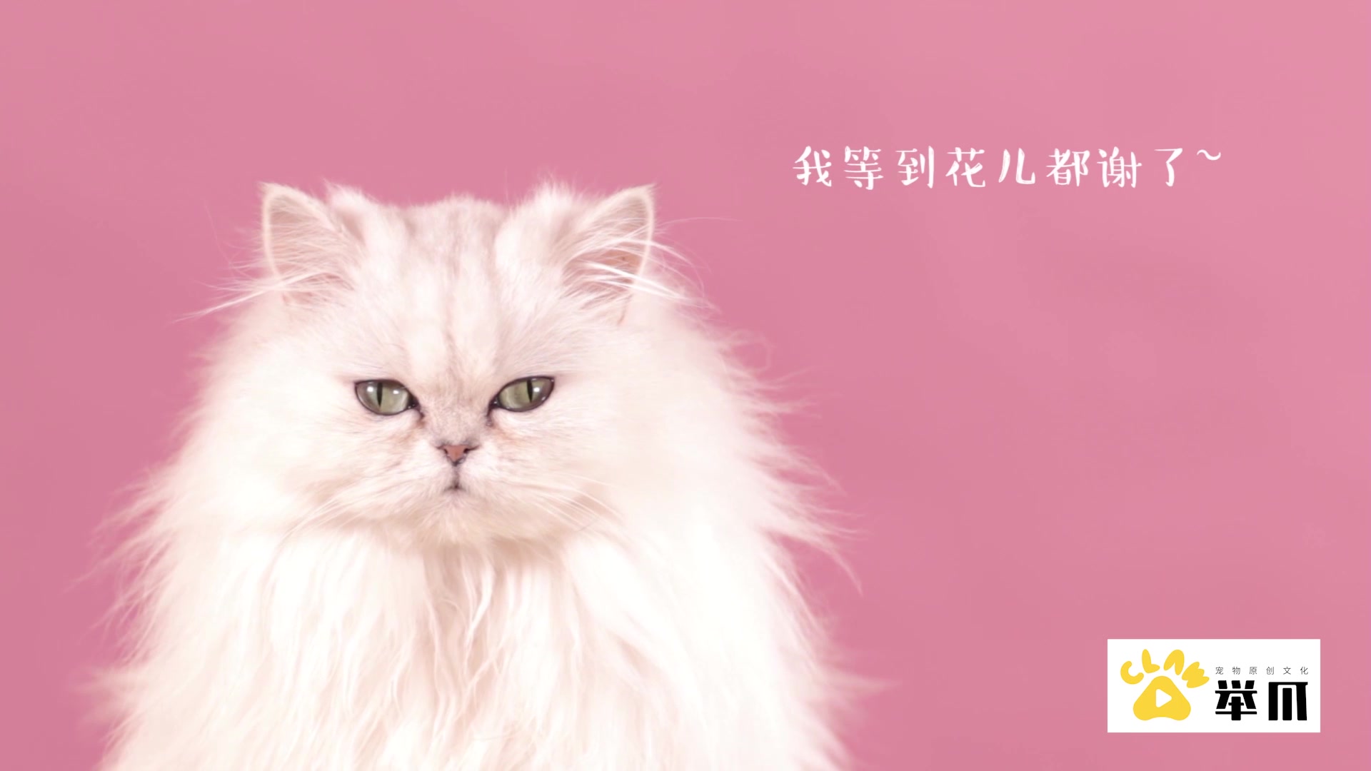 宠物厨房:山药鸭肉饭,做法简单,猫咪爱吃