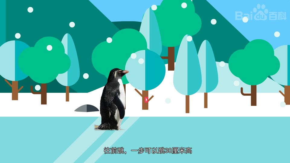 南跳岩企鹅