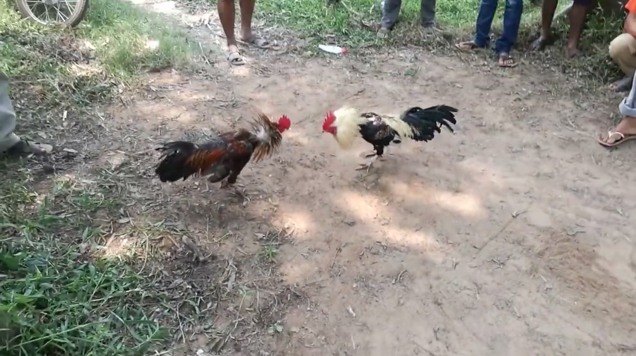 实拍农村斗鸡,几个回合下来对手就倒地,好精彩的鸡打架