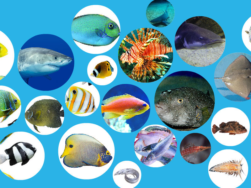 海洋鱼类:生活环境的多样性,促成了海洋鱼类的多样性