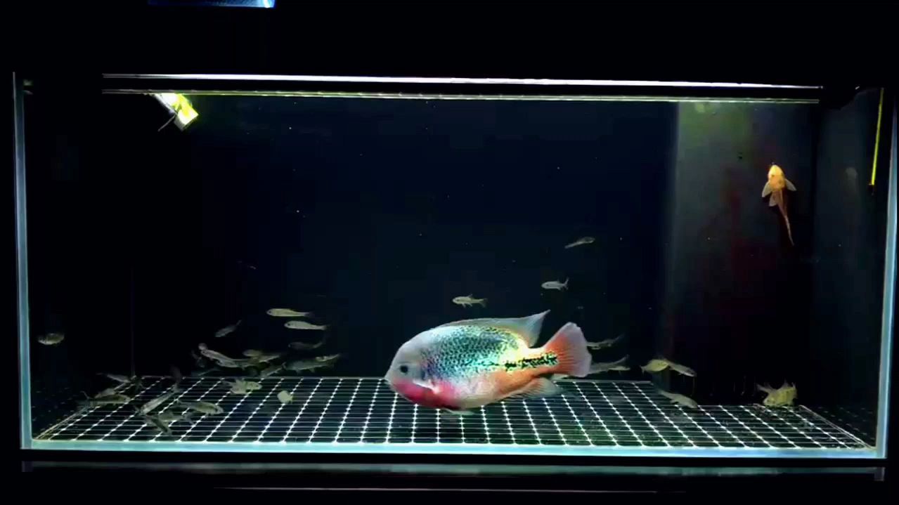 大鱼缸霸主美鲷鱼