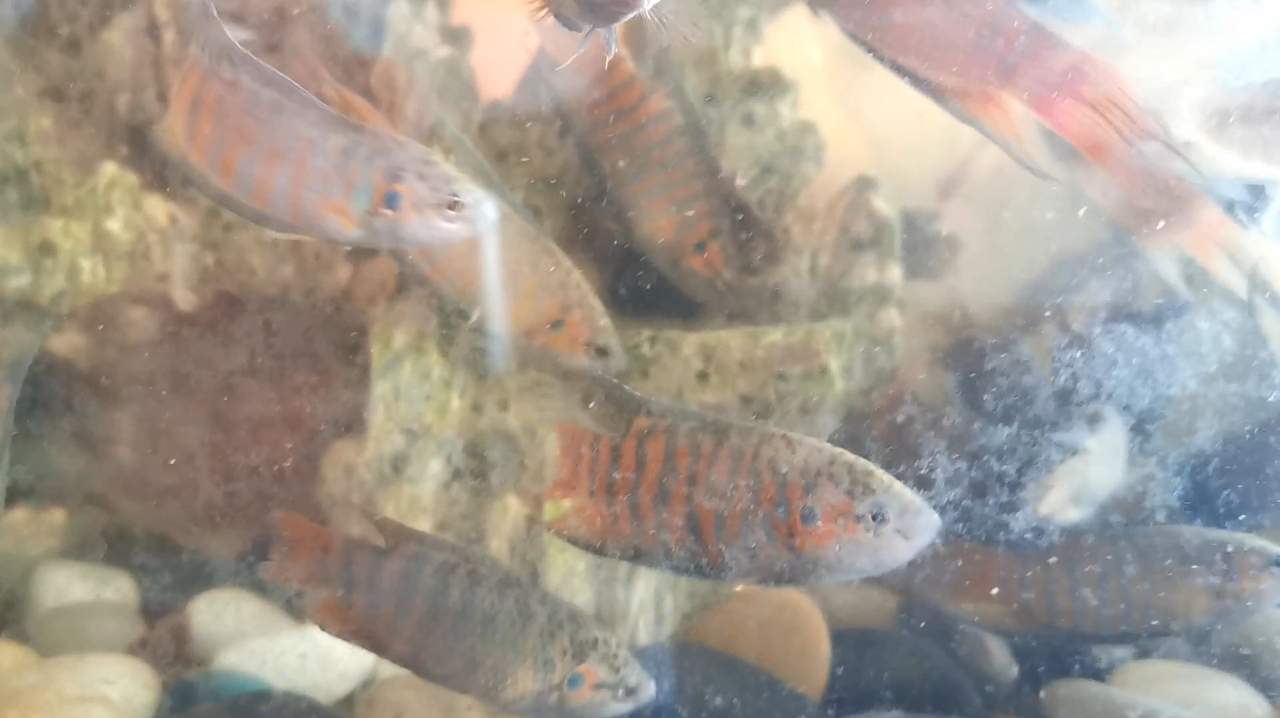 这几十条叉尾斗鱼养了3年,鱼鳞五颜六色的,山泉水养着就是漂亮
