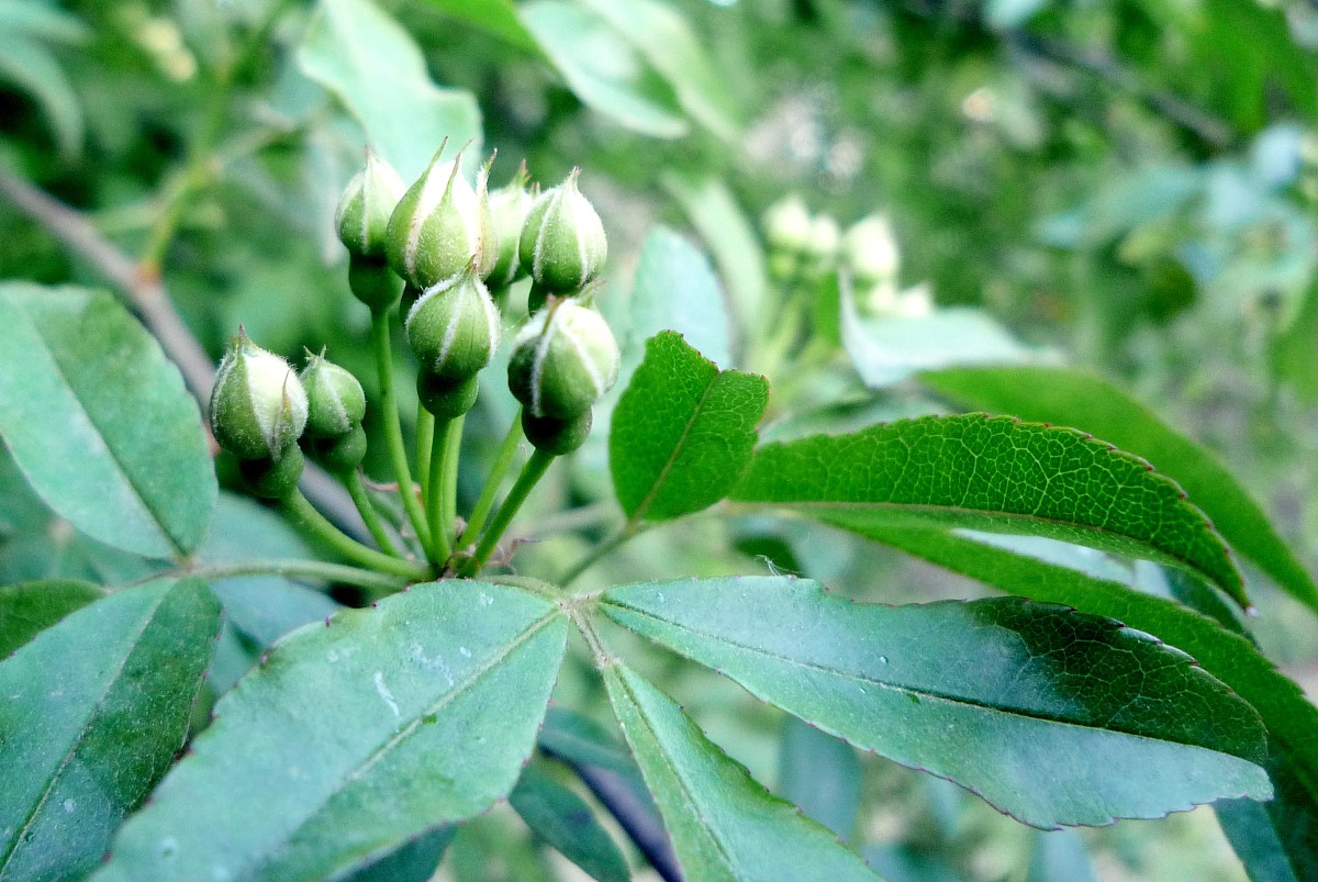 女生可以起什么英文名字附上含义