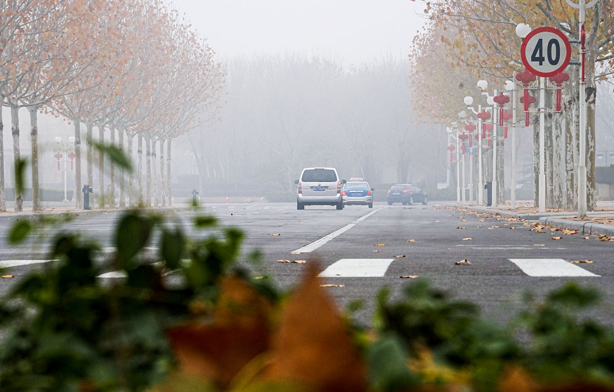 滨河东区道路柳絮泛滥：行车危险、儿童过敏、火灾隐患
