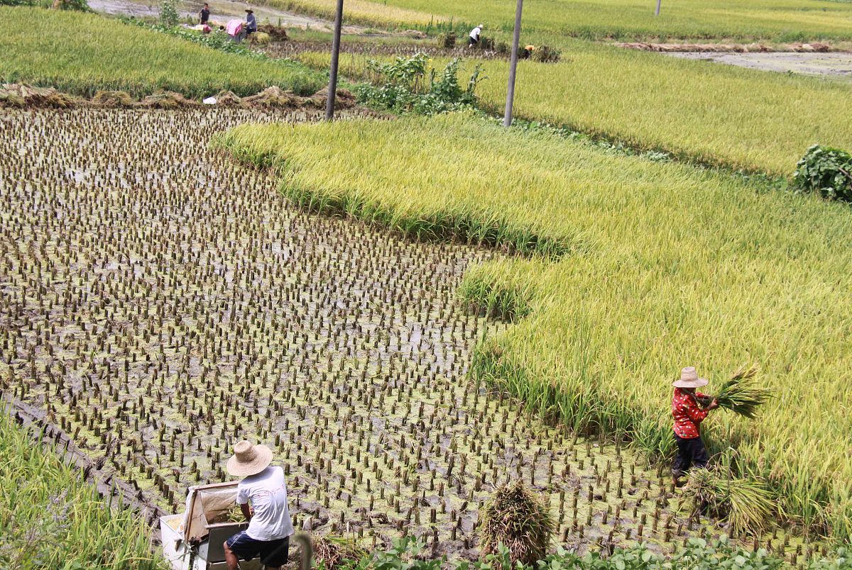 已知13个人早稻面积分别为：185、1、204、1、354、147、106、5、5、2、098、2、186。粮食产量为214吨粮食播种面积为658。求他们粮食产量和粮食播种面积各为多少