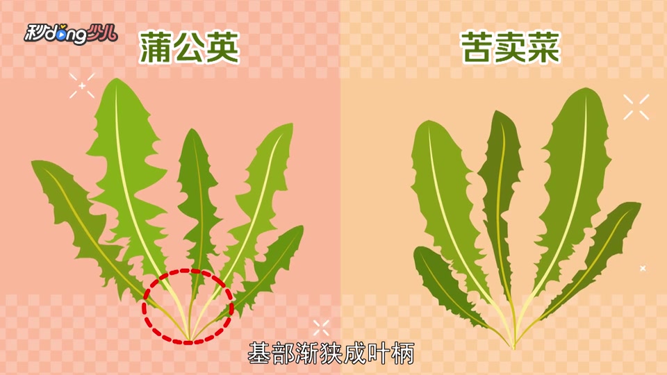 「秒懂少儿」蒲公英与苦卖菜的区别