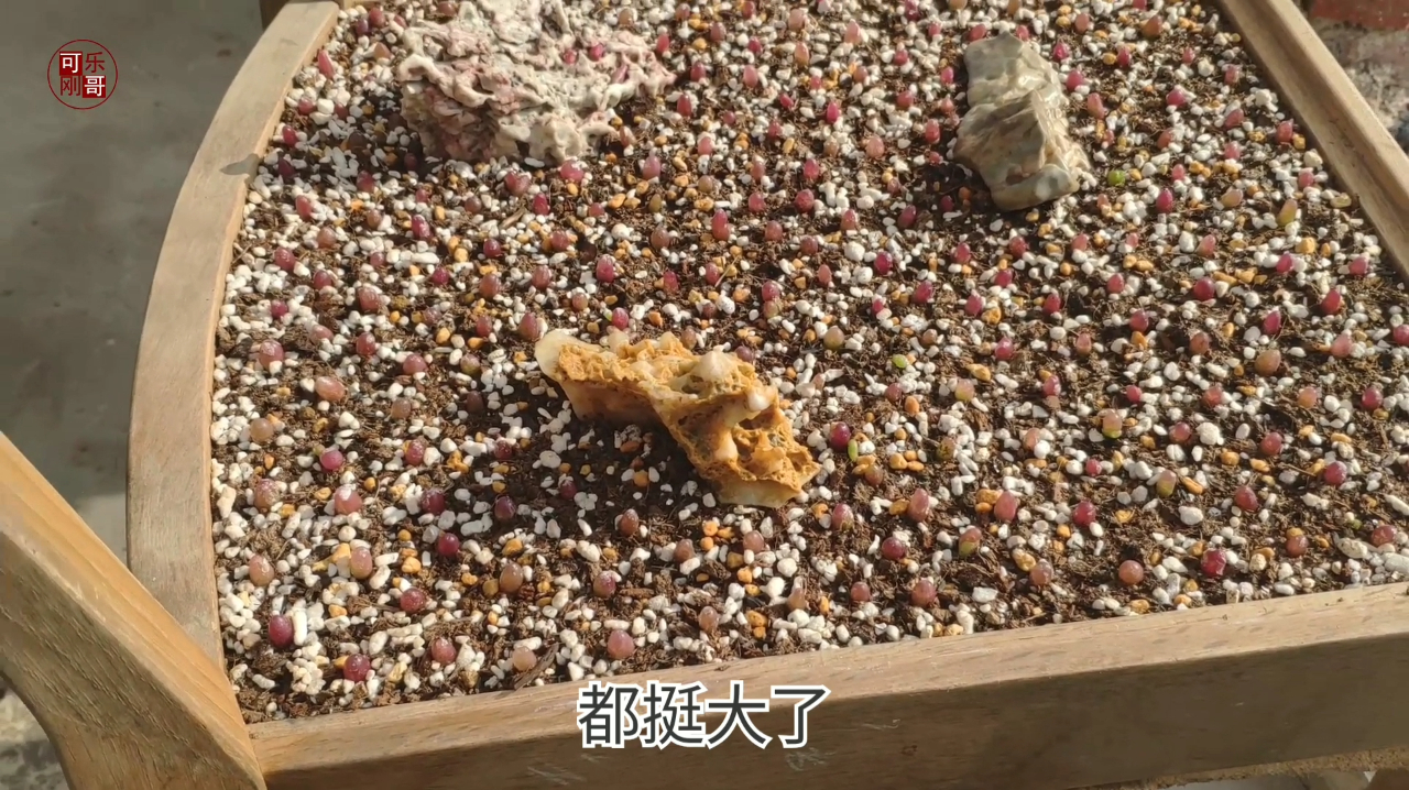 刚哥多肉大棚为什么冬天也敢开门口,通风和温度哪个更重要?
