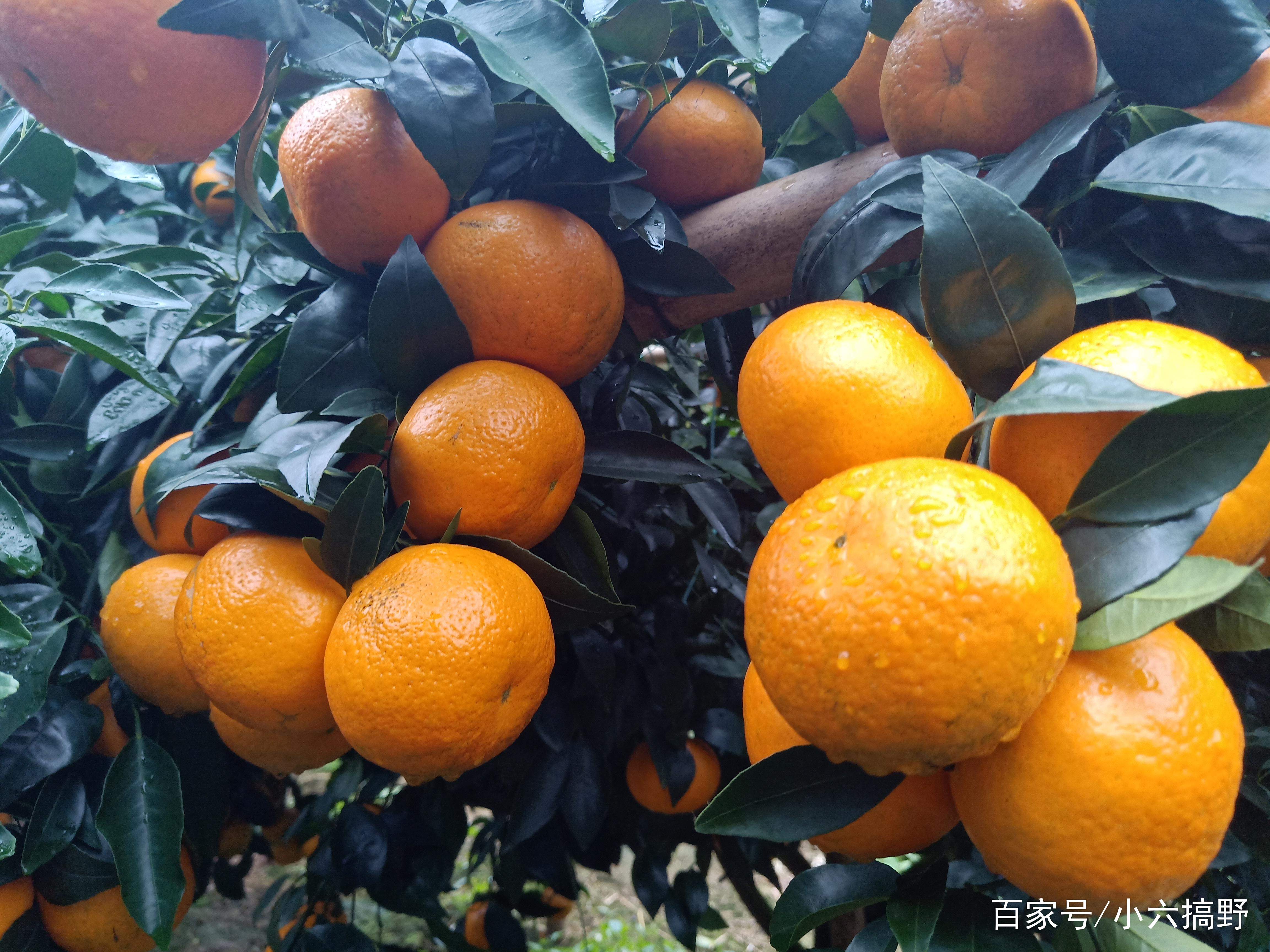 柑橘中的一匹黑马--沃柑，已成为家里的水果新宠