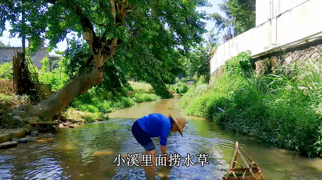 老农在小溪里捞一种天然的水草,鱼最喜欢吃这种食物了,看看吧!