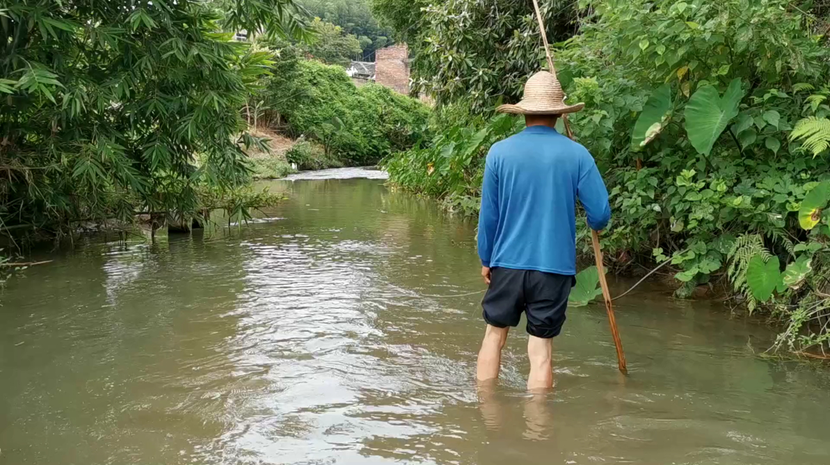 水深的地方鱼儿多,客家大叔在小溪里抓野生鲤鱼,看着都过瘾!