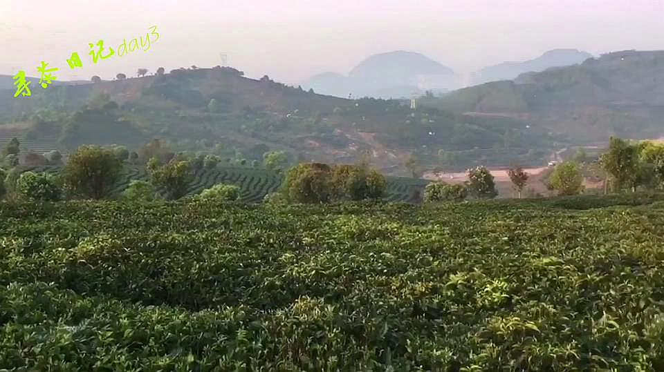 [图]寻找地道普洱NO.1——寻茶日记day3