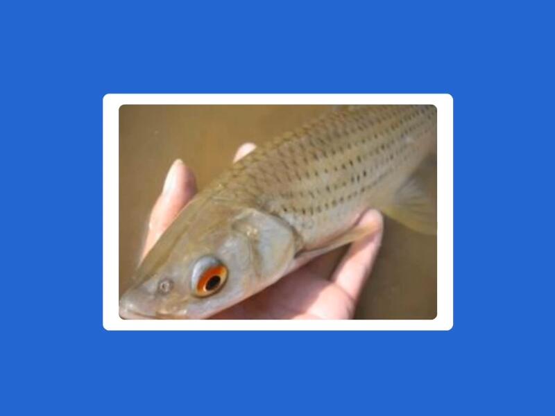 赤眼鳟:属鲤科,雅罗鱼亚科,赤眼鳟属,地方称红眼鱼、参鱼