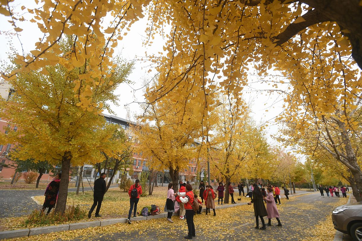 沈阳农业大学森林保护专业怎么样？优势、劣势及就业前景分析
