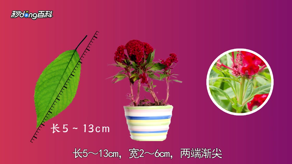 一分钟了解鸡冠花茶