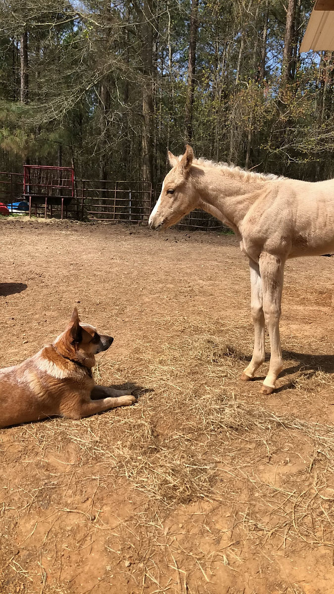 请为“绿山墙的安妮”这本书写书评