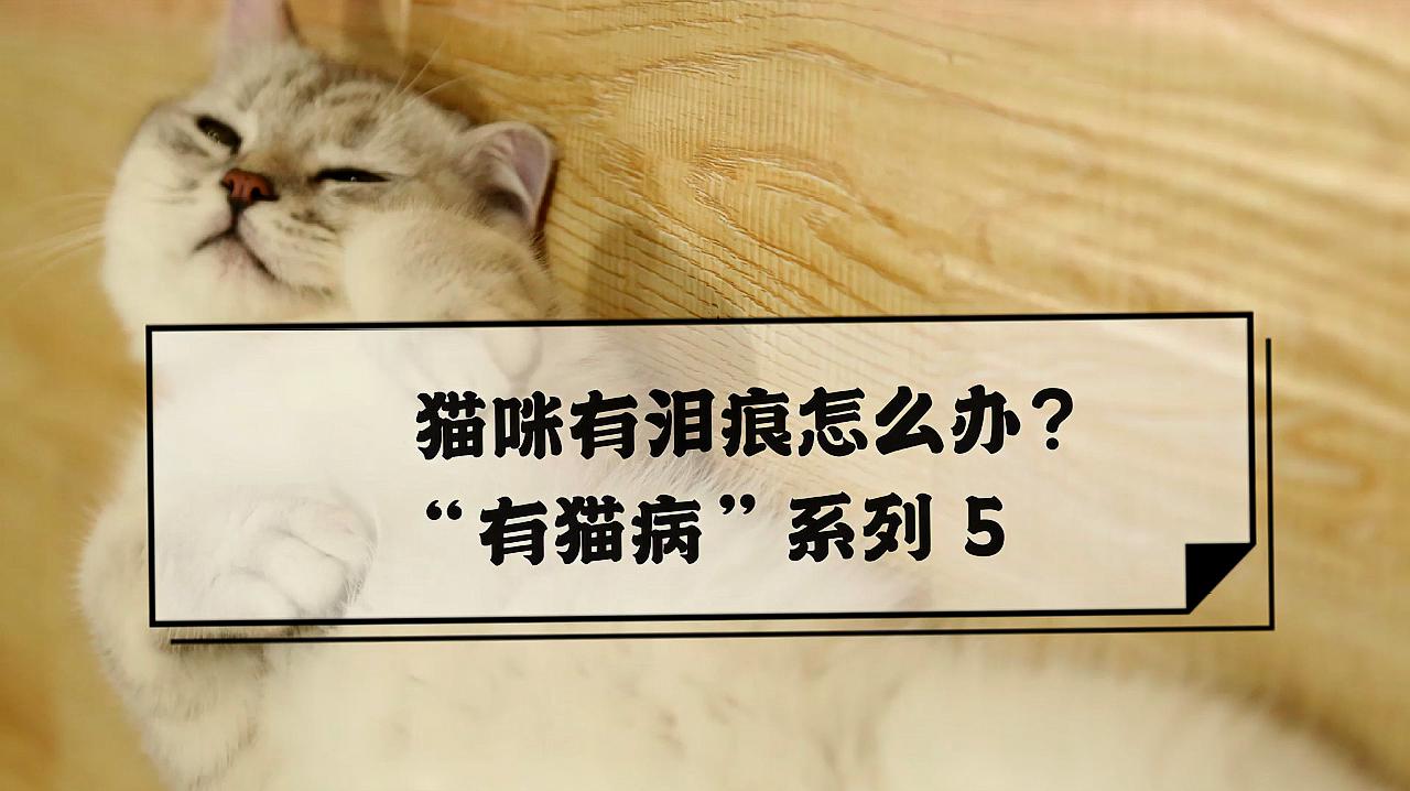 [图]“有猫病”系列之猫咪泪痕怎么处理?