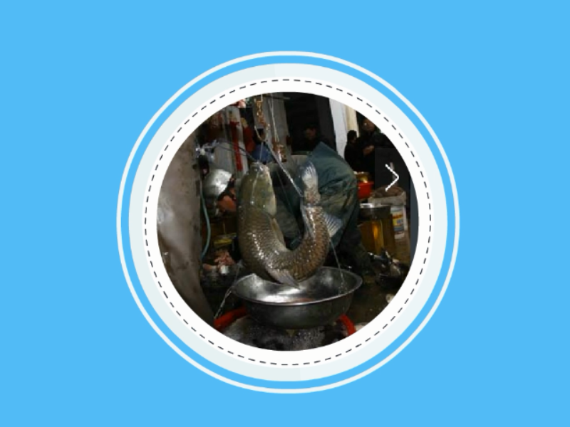 原来这就是长须弓鱼