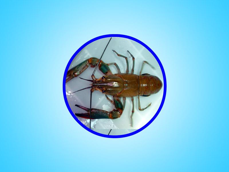 原来红螯螯虾长这样