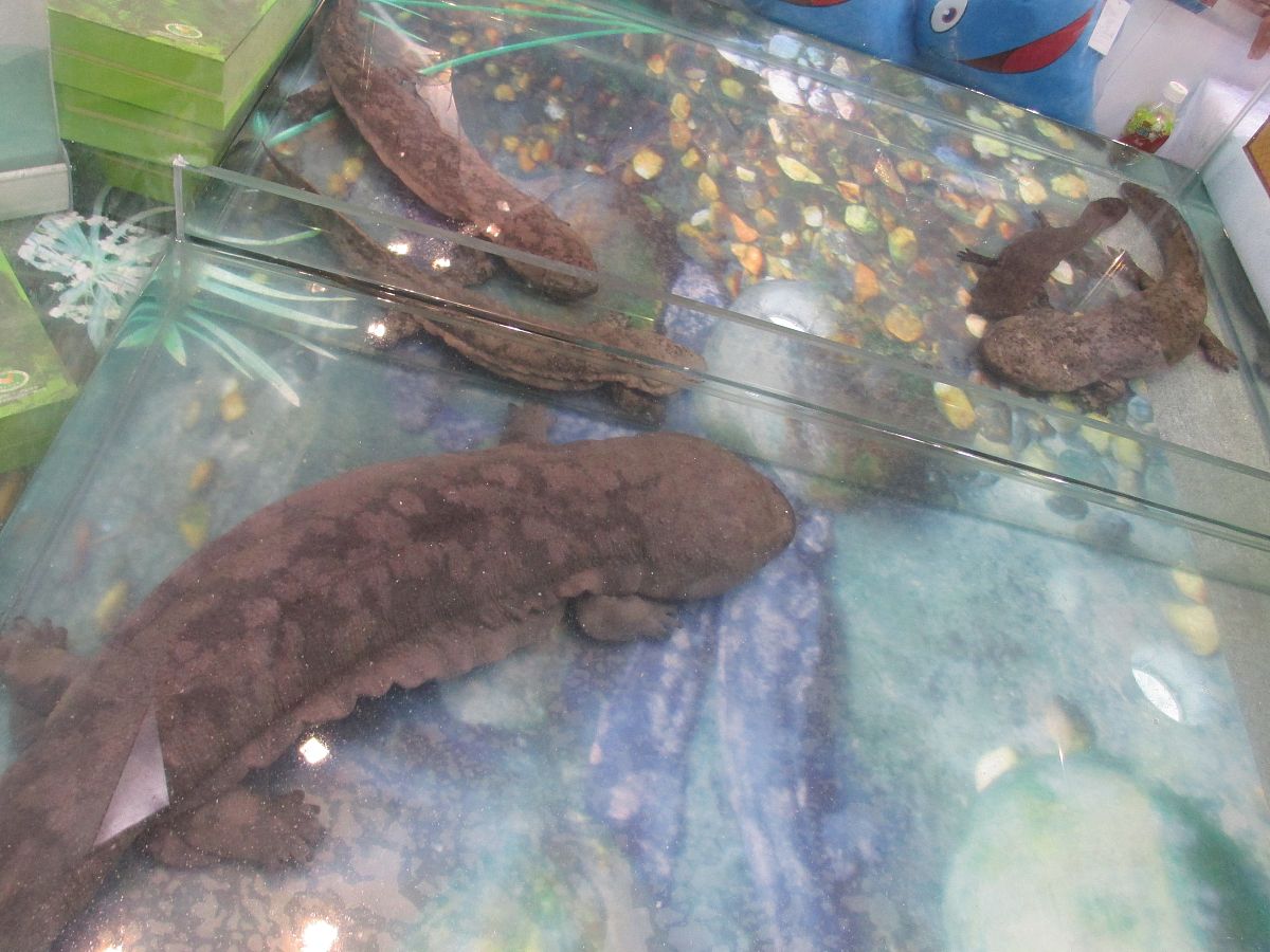 六角恐龙刚喂饱换水怎么又吐了