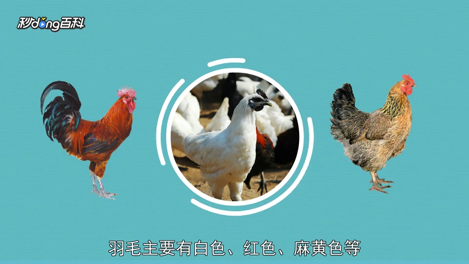 原来他留乌骨鸡长这样