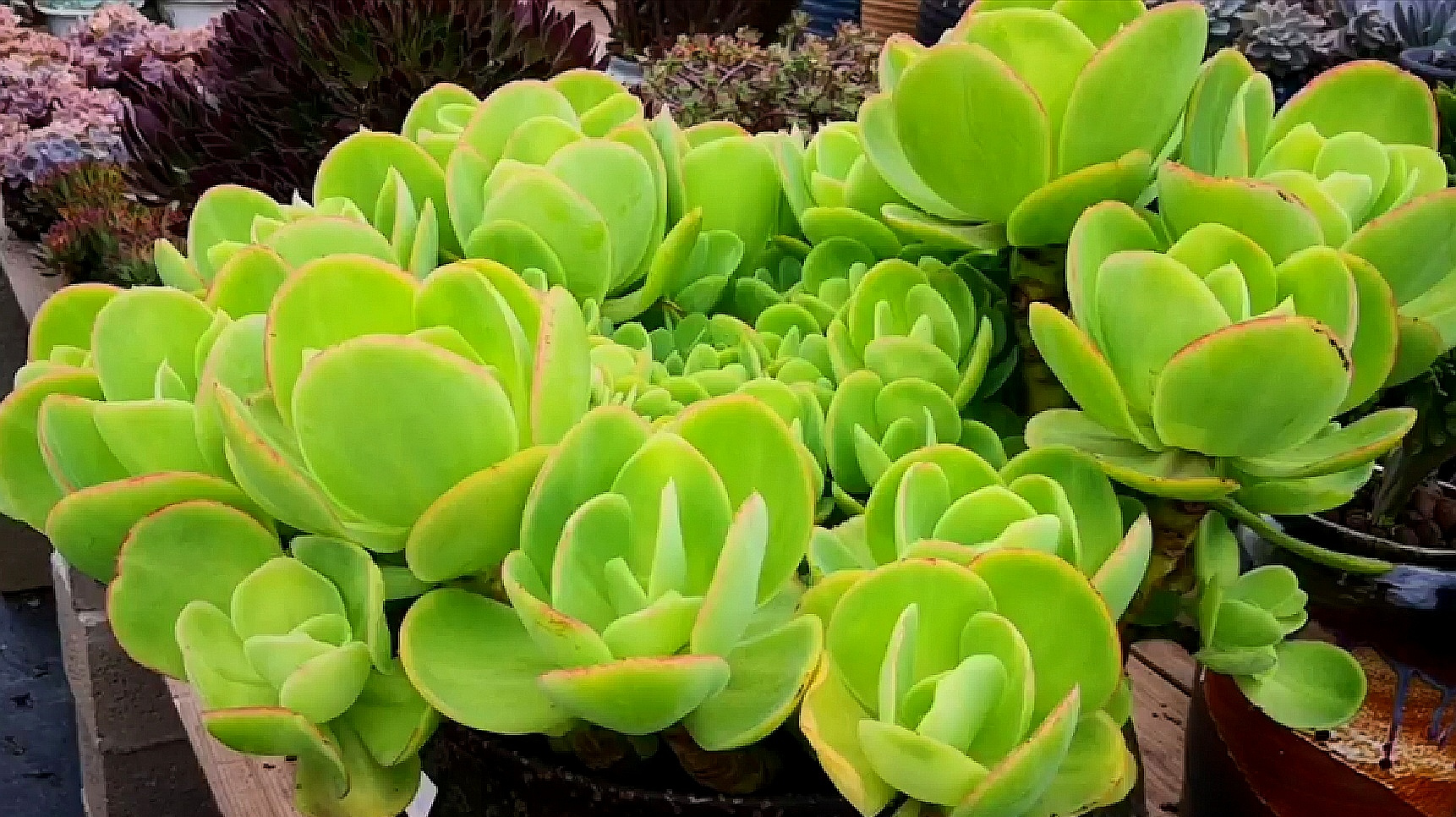 绿意盎然的群生老桩柠檬卷,绿得让人陶醉!