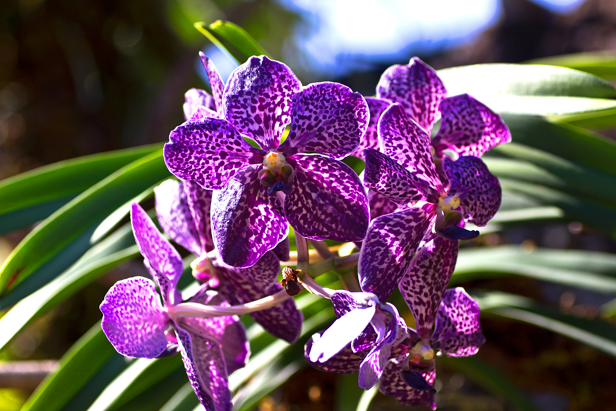orchids