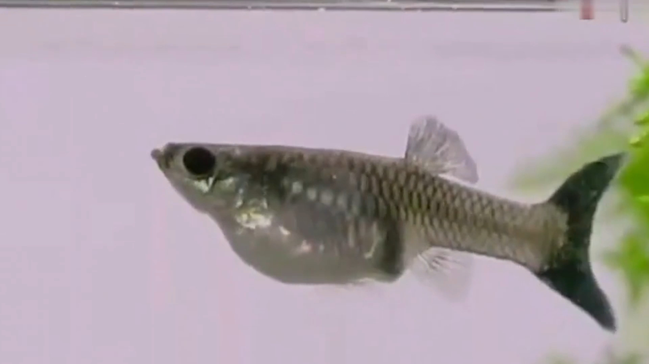 孔雀花鳉,一种观赏鱼,它们的繁殖能力极强