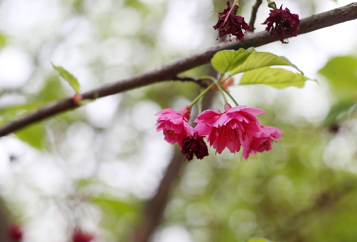 2018年3月11日,成都植物园,钟樱花.(如下载使用,请务必署名成都商报 