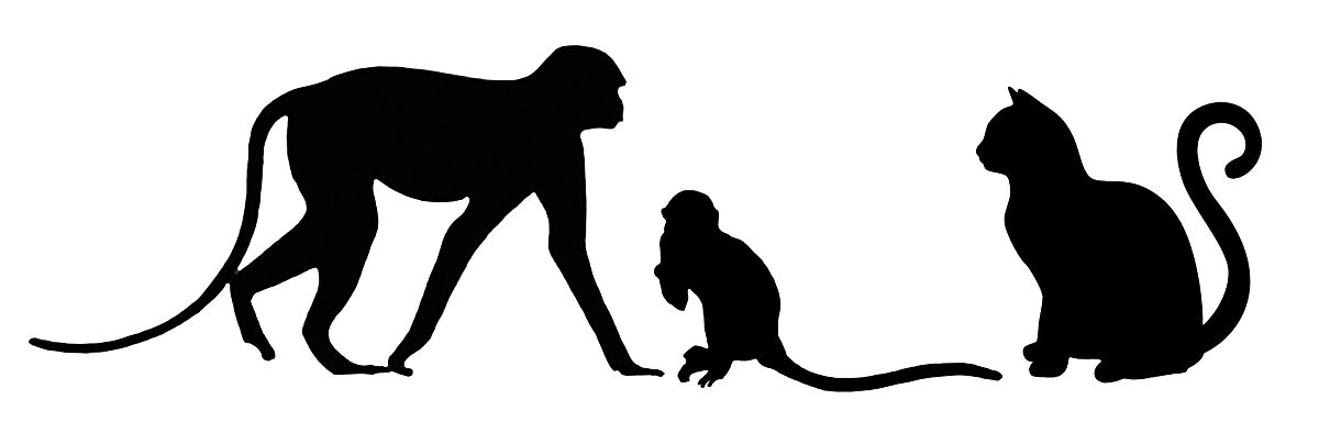 See 的意思：看到、观察到，不是‘认为’