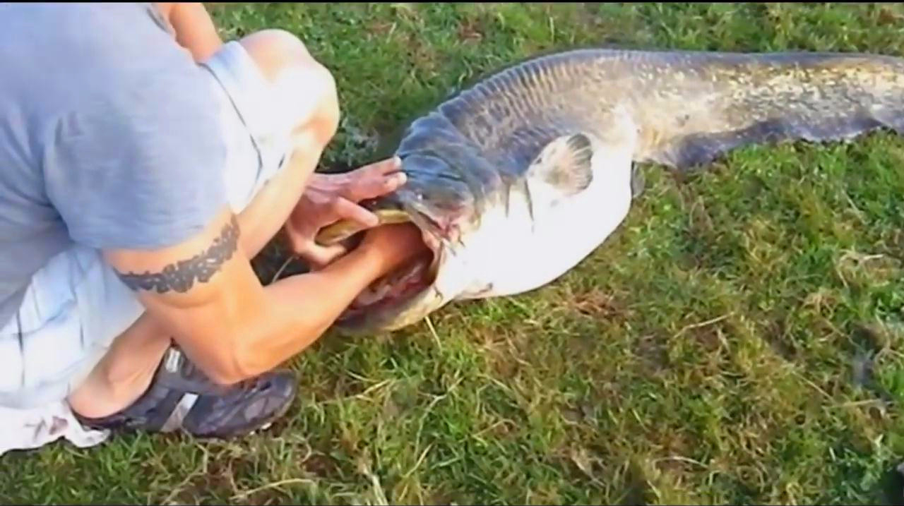 男子打开鲶鱼嘴往里一掏,结果让人看傻了,感觉这家伙真能吃