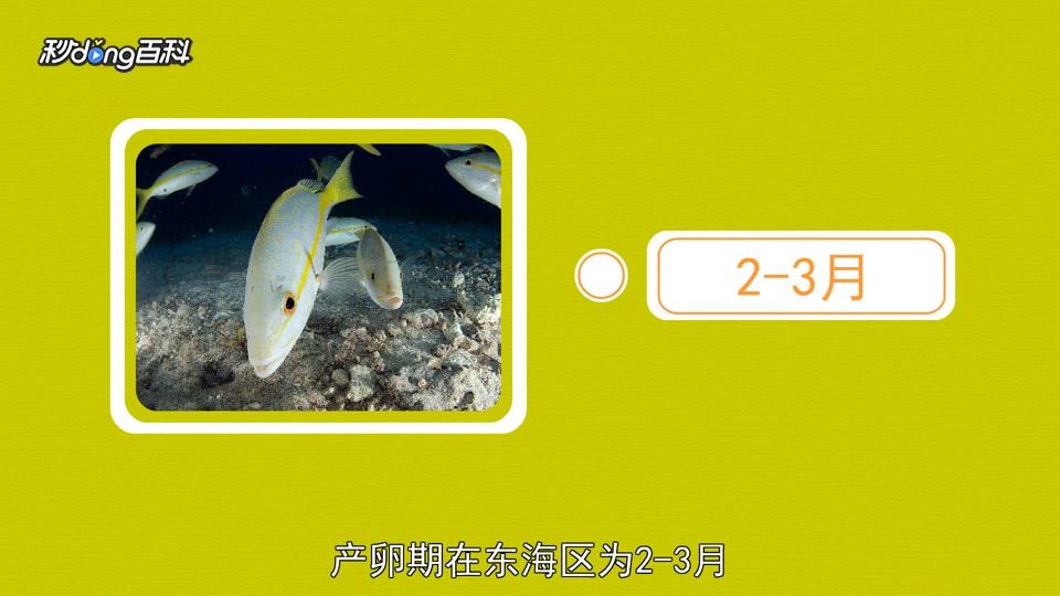 原来油甘鱼长这样