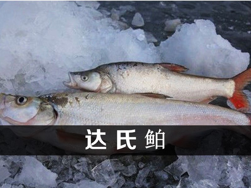 达氏鲌:分布在黑龙江、辽河、黄河、淮河、长江、等水系