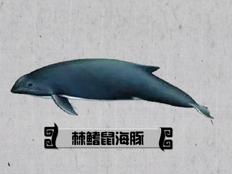 原来棘鳍鼠海豚长这样