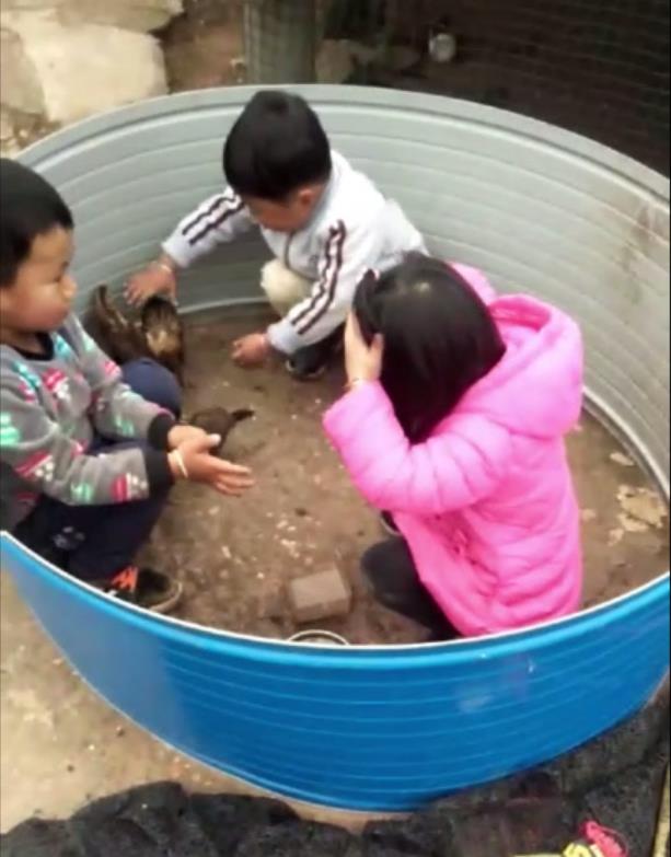 小孩到村里看小鸡,在城里没见过所以特别兴奋,尖叫不断