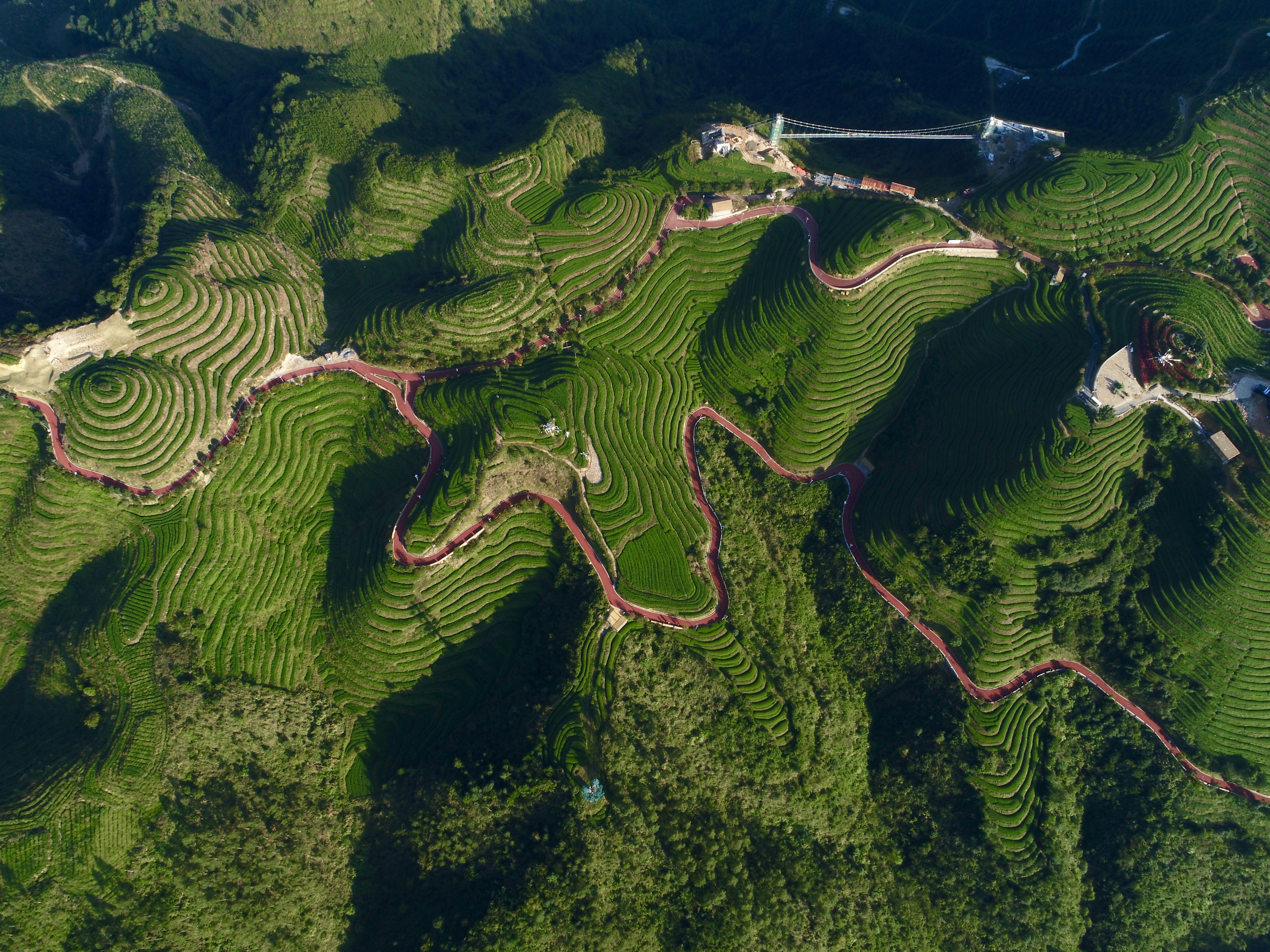 福建平和:高山茶园采摘季