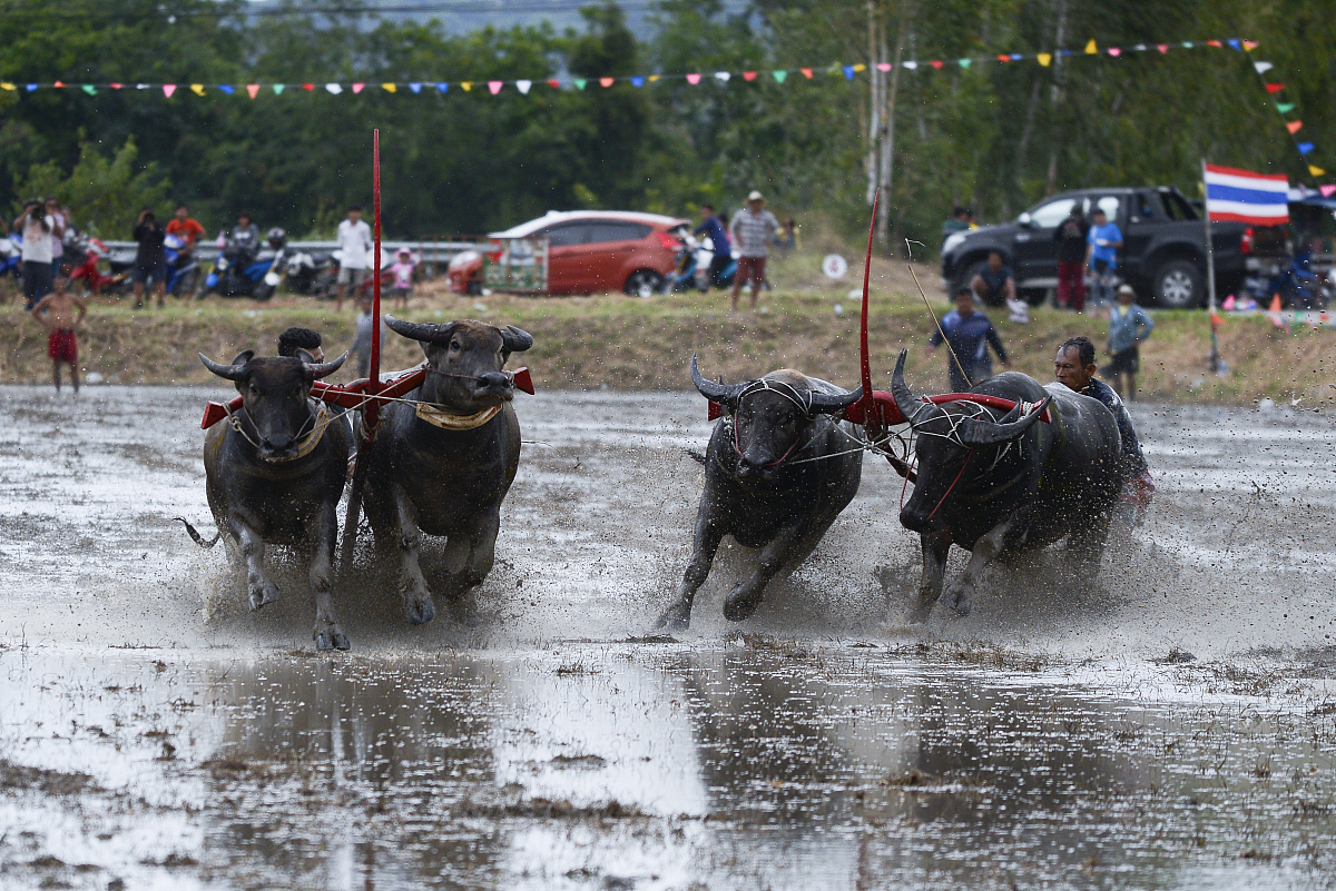 六年级下册语文《表里的生物》教学反思