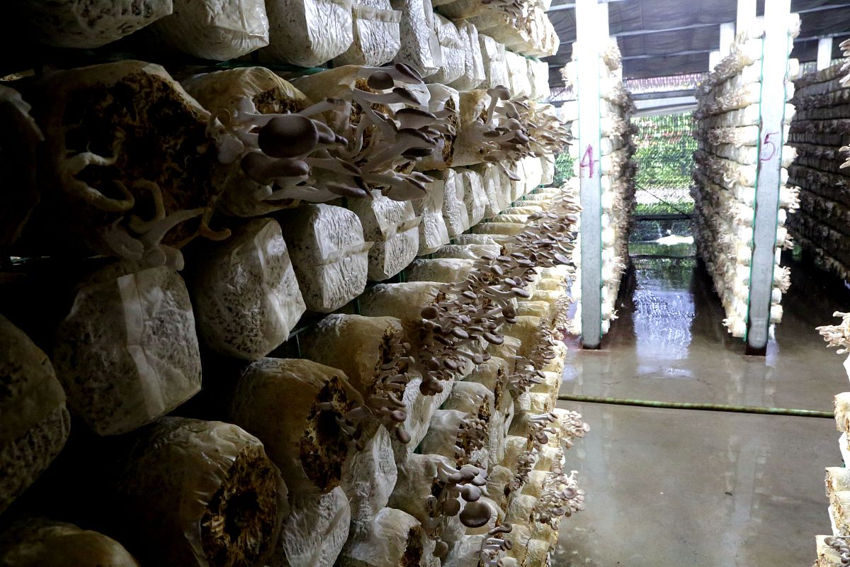 镜心湖菌业公司上半年工作总结：生产销售两旺，产业链建设稳步推进