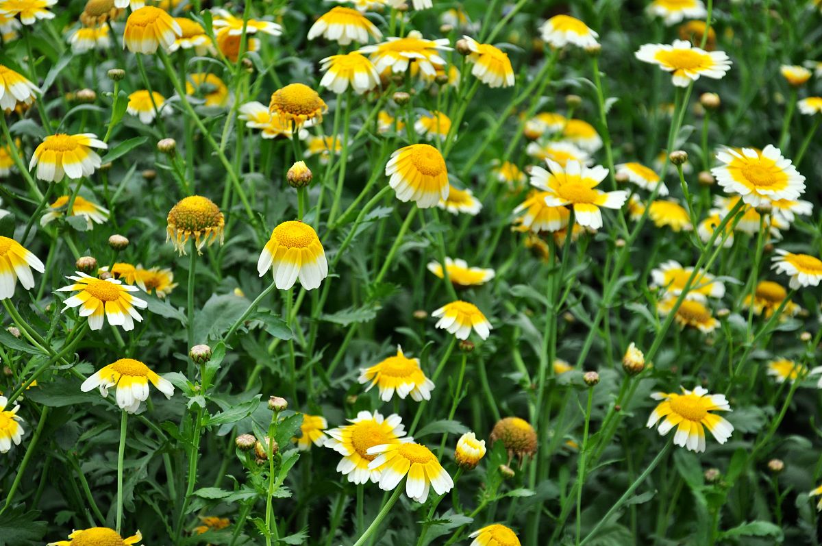 ***_***2010年3月27日,江西遂川,美丽的<strong>茼</strong>稾花.