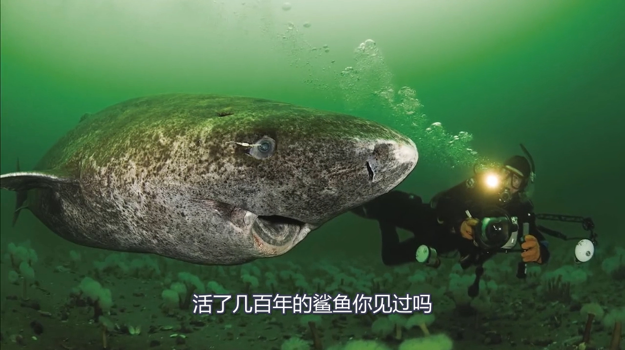 世界上活的最久的鲨鱼,从明朝活到现在,它可能向天借了五百年