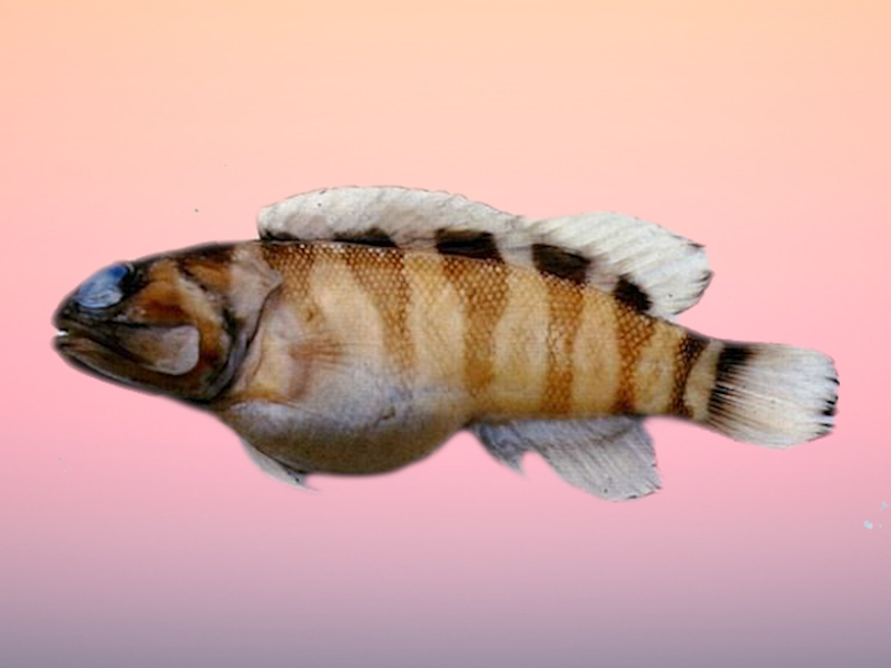 「秒懂百科」原来黑带后颌鱼长这样