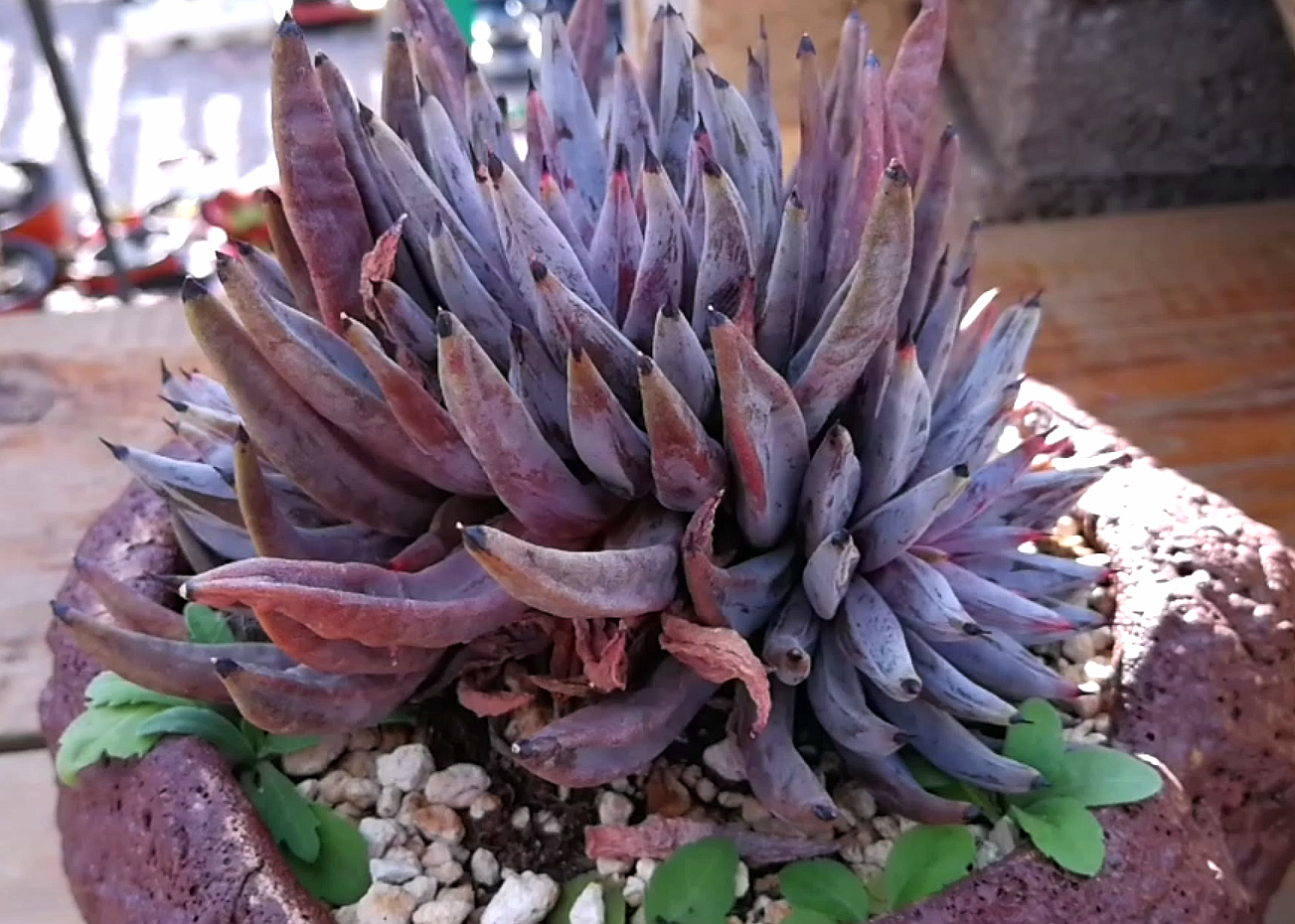 一棵很有魔性的多肉,暗黑色的叶尖很有范,他的名字叫魔爪!