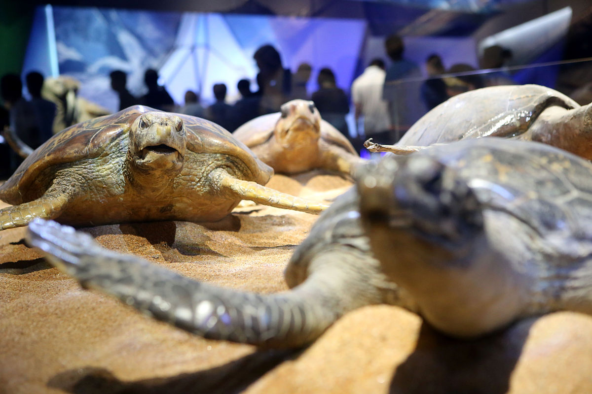 动物学实习心得：滨海、动物园标本采集经验分享