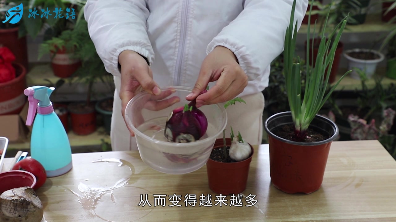 种植蔬菜,我们可以“这样”水培,生根快发芽好,叶子青翠油绿