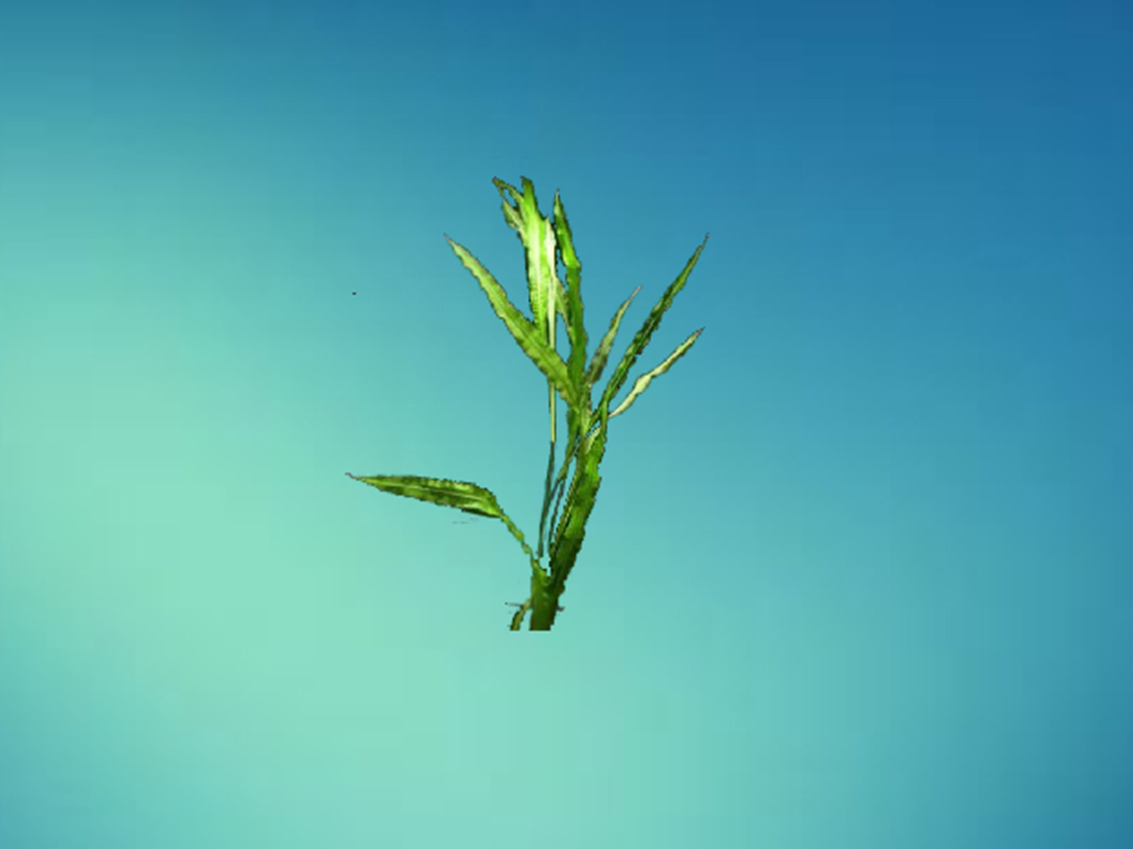 原来内蒙眼子菜长这样