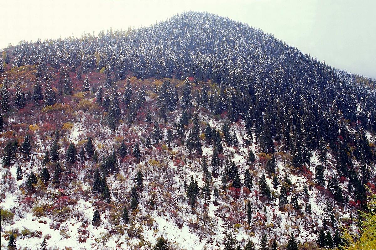 川西卧龙自然保护区山口秋冬初雪的景色+++_+++卧龙,自然保护区,秋冬