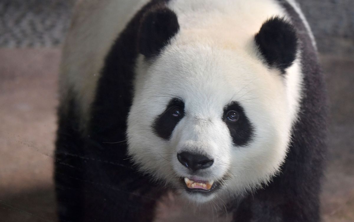 写一个关于小学生观察大熊猫的作文300字适当用修辞手法