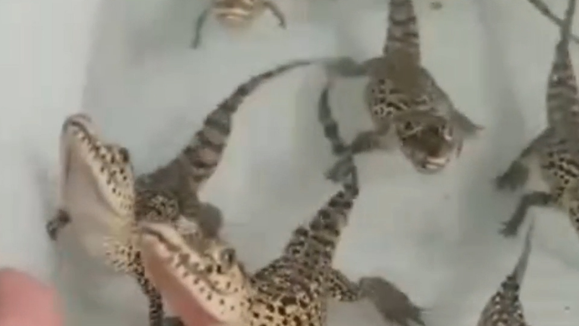 13条鳄鱼宝宝集体登场 叫声像激光枪