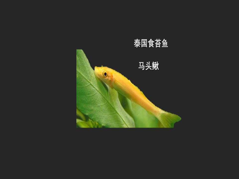清苔鼠:适合有水草和沉木的水族箱,小的时候可以与小型鱼混养