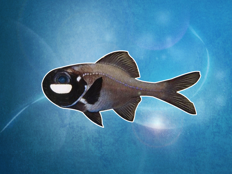 原来闪光鱼长这样