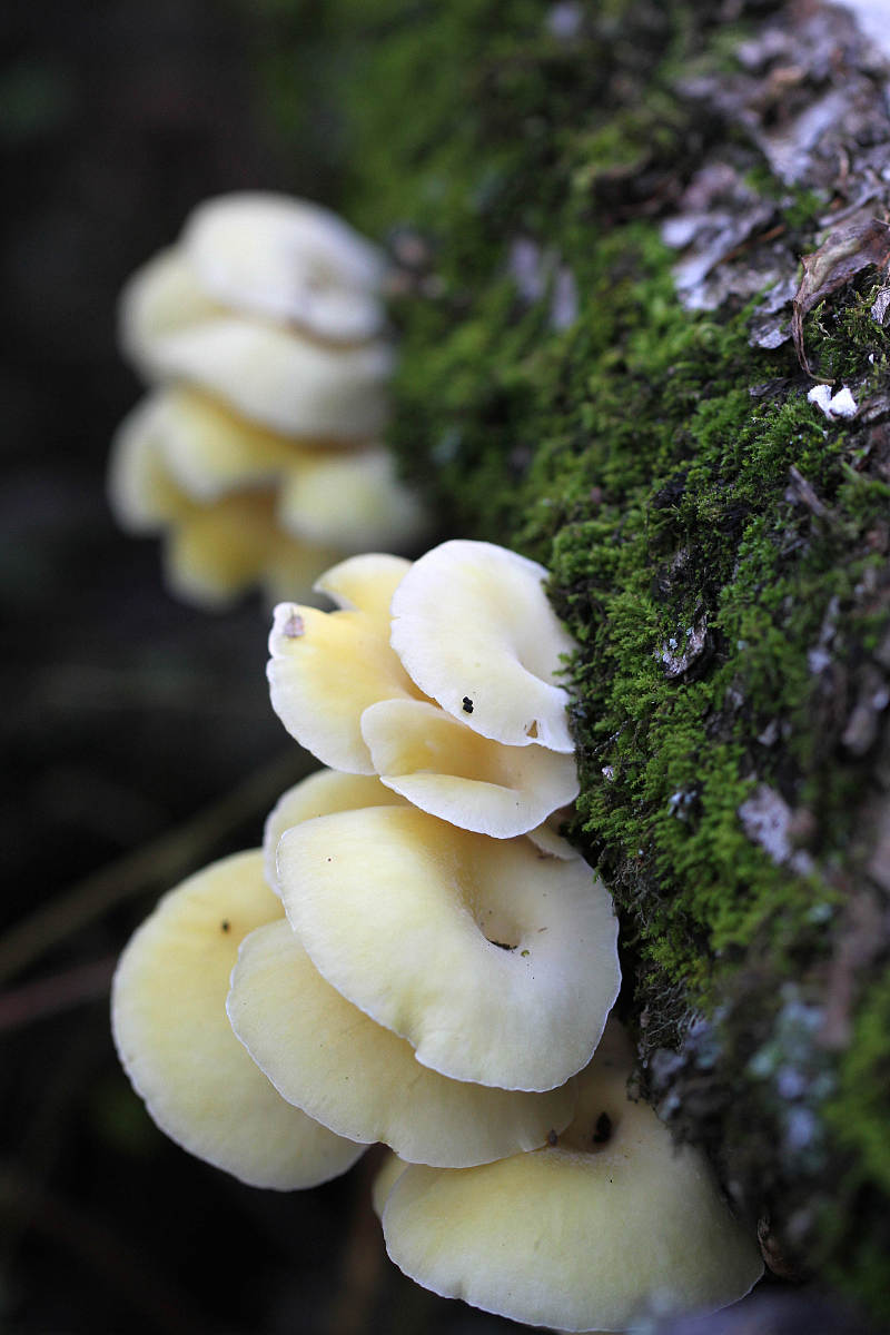 2021年云南林业技工学校中专招生方法